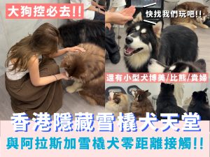 西營盤PAWSE狗號驛站阿拉斯加雪橇犬互動體驗