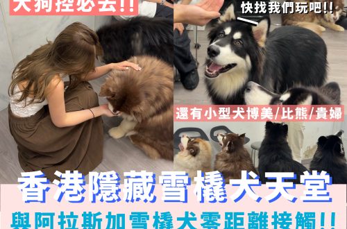 西營盤PAWSE狗號驛站阿拉斯加雪橇犬互動體驗