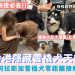 西營盤PAWSE狗號驛站阿拉斯加雪橇犬互動體驗