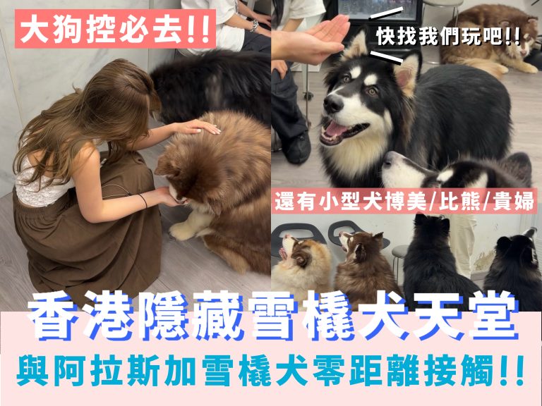 西營盤PAWSE狗號驛站阿拉斯加雪橇犬互動體驗