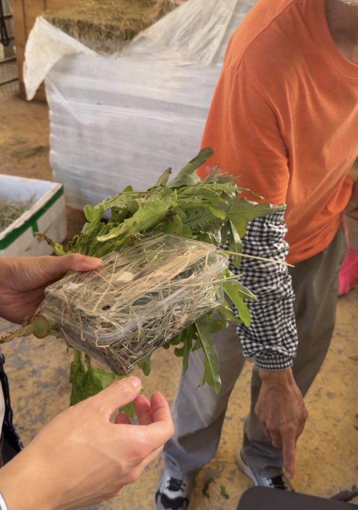 菠蘿園羊駝飼料甘筍生菜及提摩西草