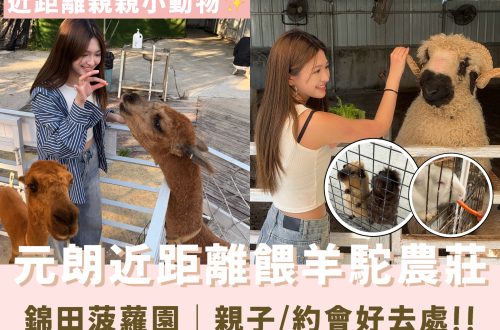 元朗錦田菠蘿園有機薈低碳農莊餵羊駝體驗